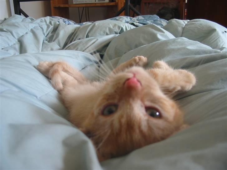 Huskat Krumme billede 13