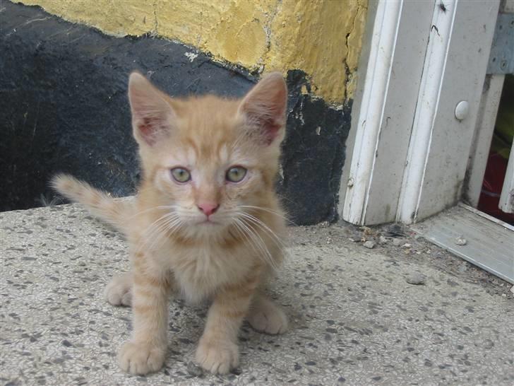 Huskat Krumme billede 14