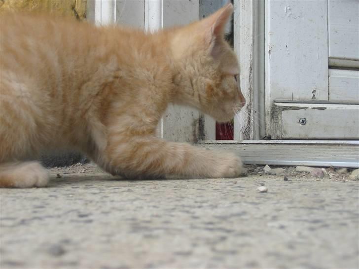 Huskat Krumme billede 15