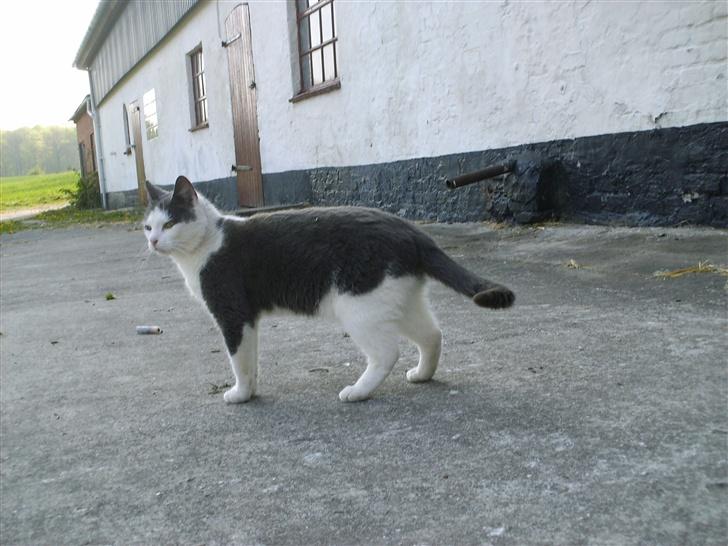 Huskat frk. Arthur <3 - Arhtur bag stalden <3 ;D billede 1