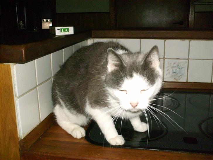 Huskat frk. Arthur <3 - på komfuret q:  billede 2