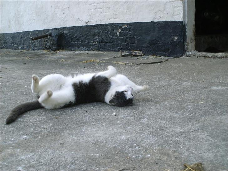 Huskat frk. Arthur <3 - rulle rulle q:_  billede 3