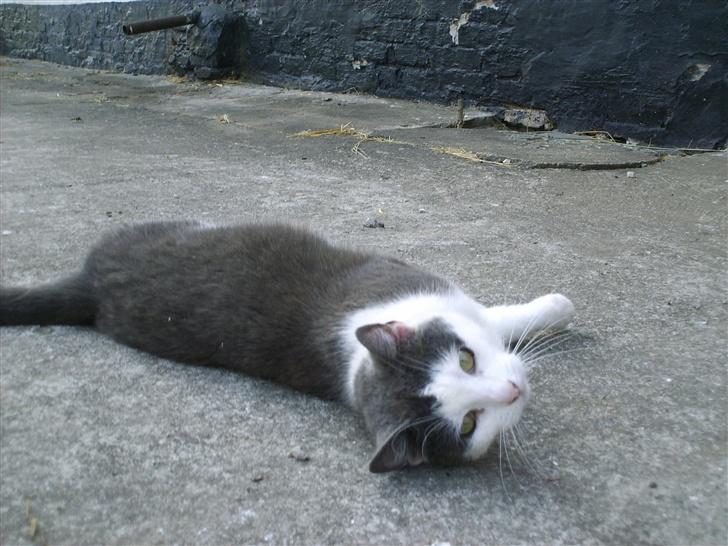 Huskat frk. Arthur <3 - HEEJ TRIINE! q:  billede 5