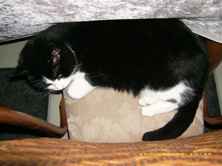 Blanding af racer TIGO billede 5