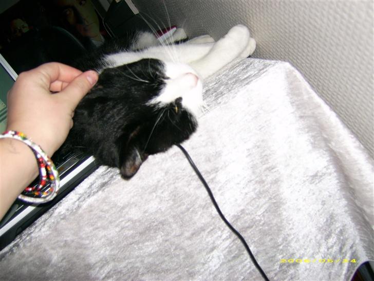 Blanding af racer TIGO billede 6