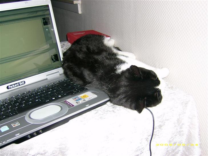 Blanding af racer TIGO billede 7