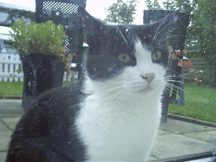 Blanding af racer TIGO billede 8