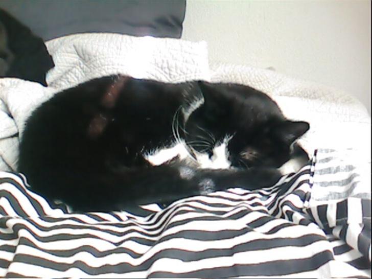 Blanding af racer TIGO billede 10