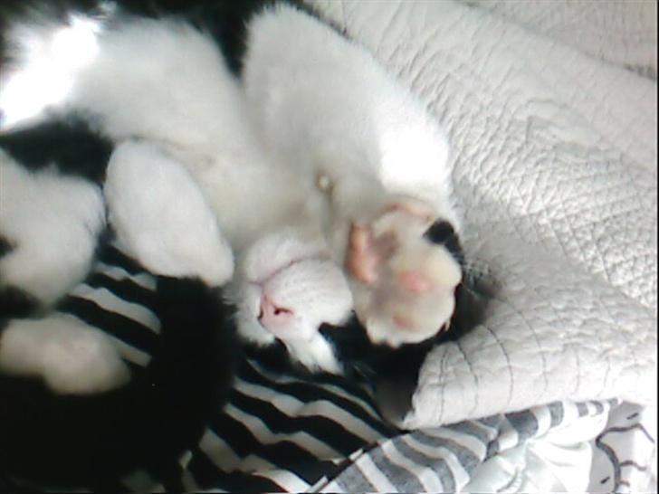 Blanding af racer TIGO billede 11