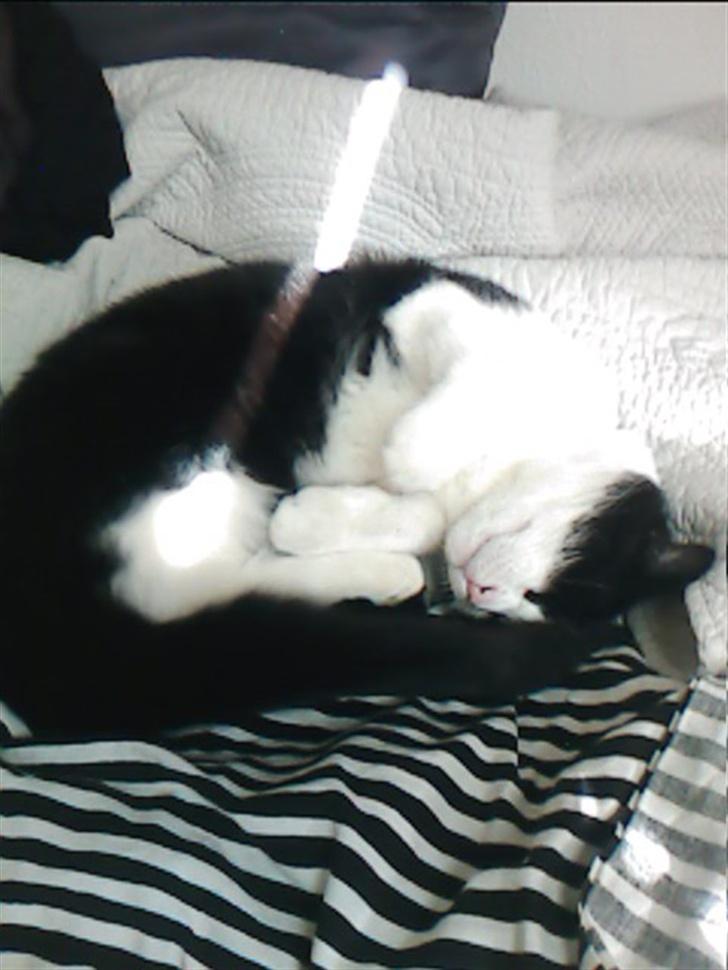 Blanding af racer TIGO billede 12