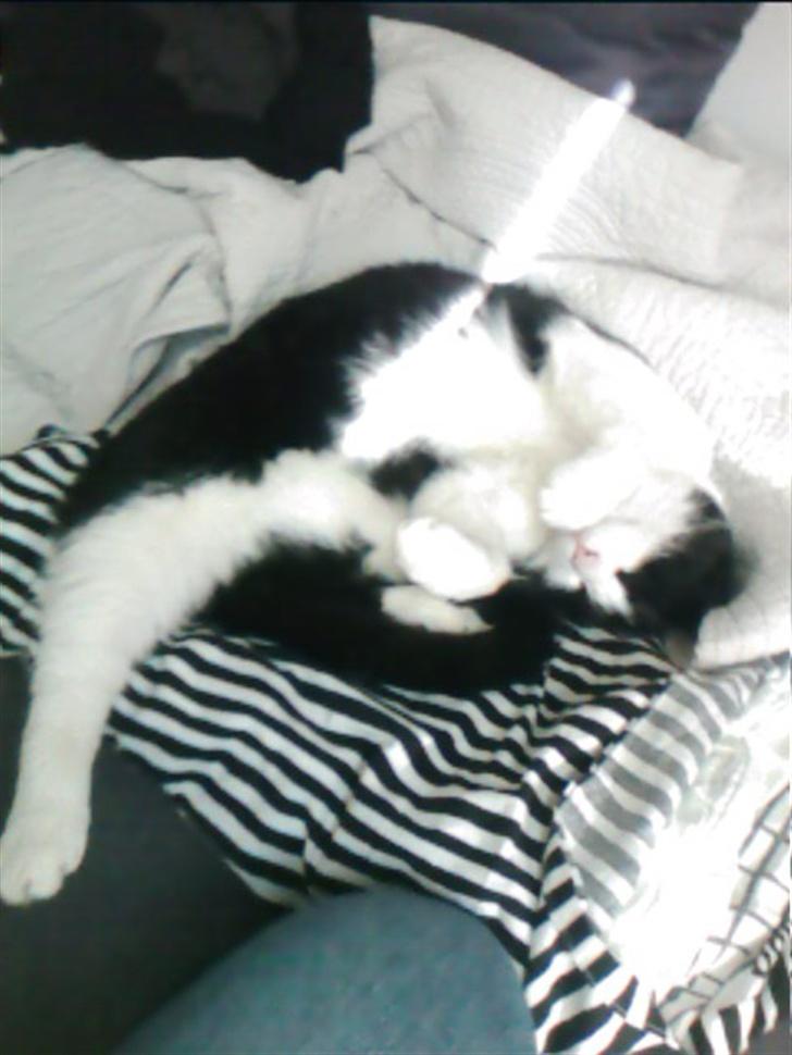 Blanding af racer TIGO billede 13