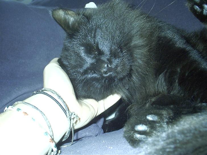 Blanding af racer Mr. Missy billede 1