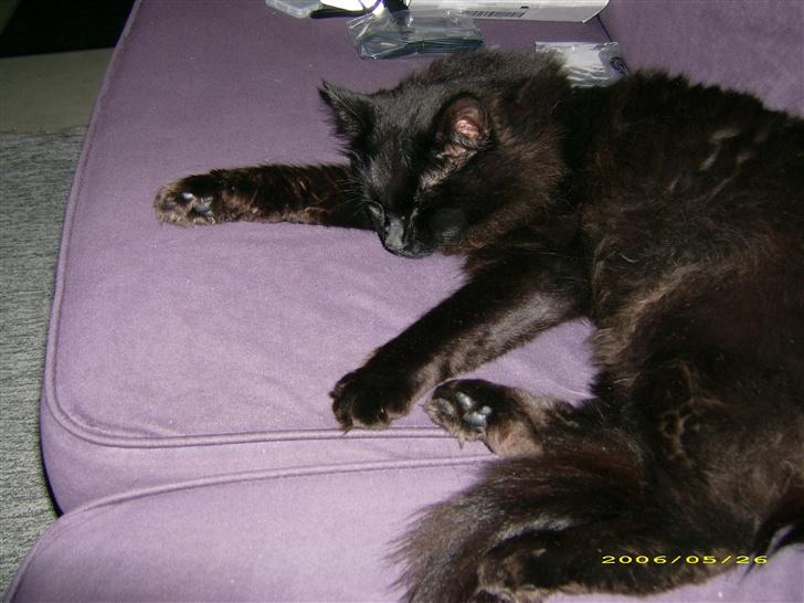 Blanding af racer Mr. Missy billede 2