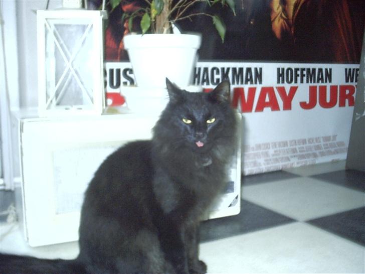 Blanding af racer Mr. Missy billede 3