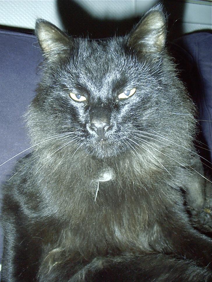 Blanding af racer Mr. Missy billede 4