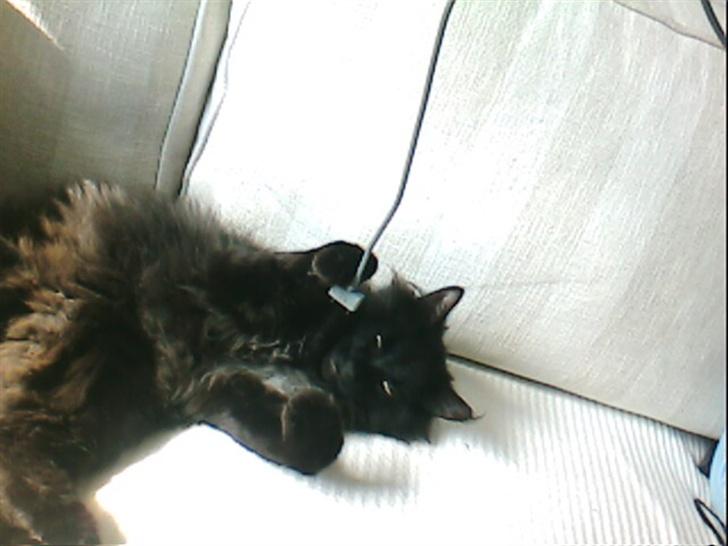 Blanding af racer Mr. Missy billede 5