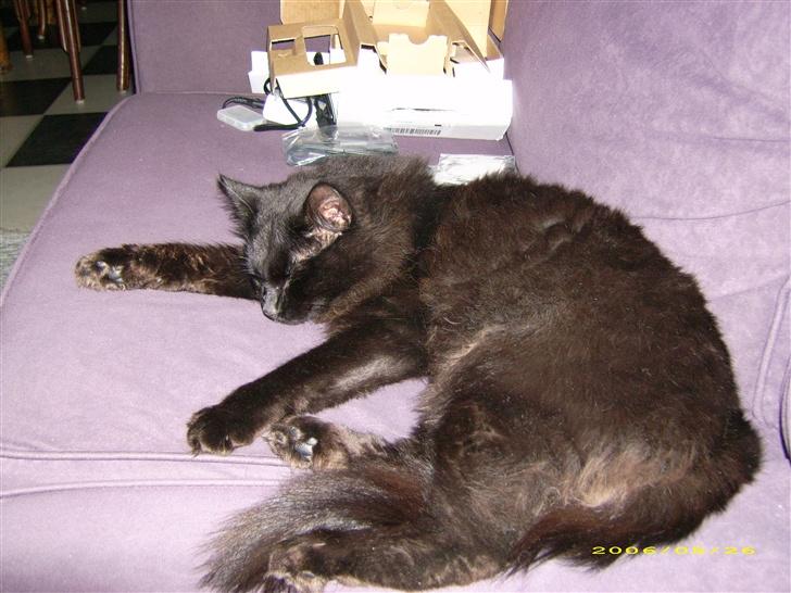 Blanding af racer Mr. Missy billede 6