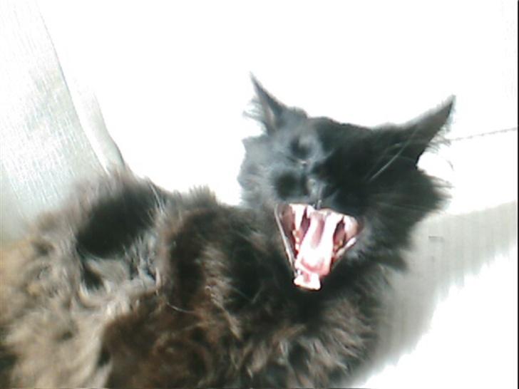 Blanding af racer Mr. Missy - SIKKE DOG VI GAAABER billede 7