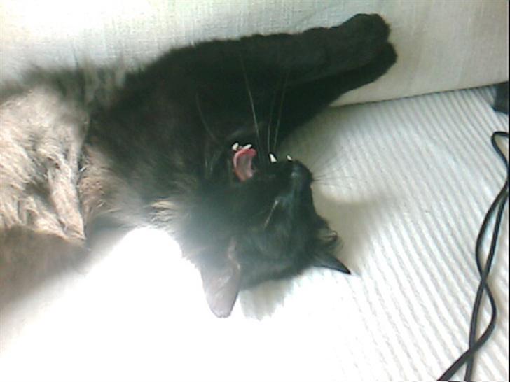 Blanding af racer Mr. Missy - "mmh, hvor er jeg træt" billede 9