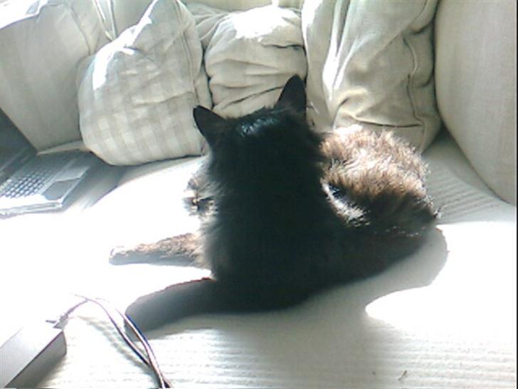 Blanding af racer Mr. Missy billede 10