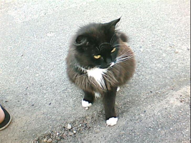 Norsk Skovkat TIKI billede 1