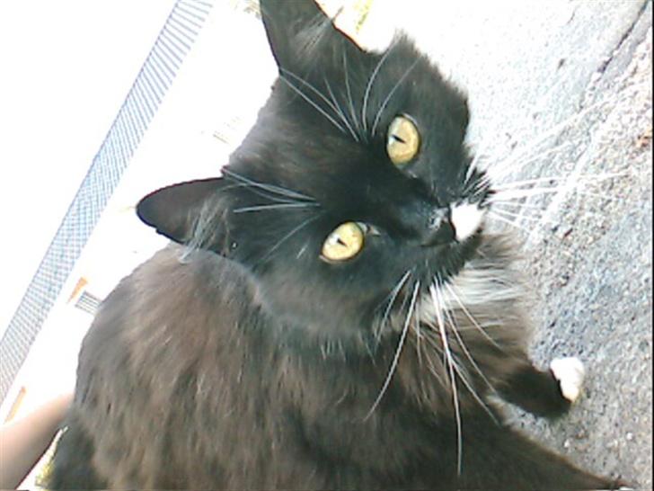 Norsk Skovkat TIKI billede 2