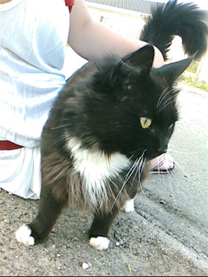 Norsk Skovkat TIKI billede 3