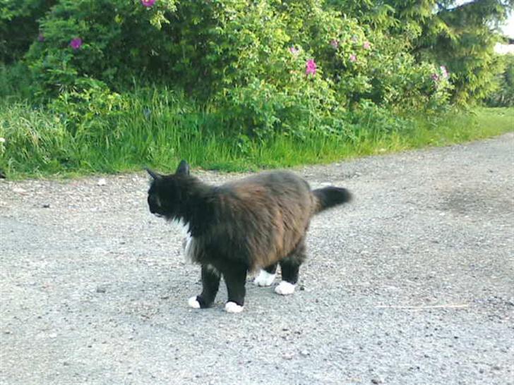 Norsk Skovkat TIKI billede 4