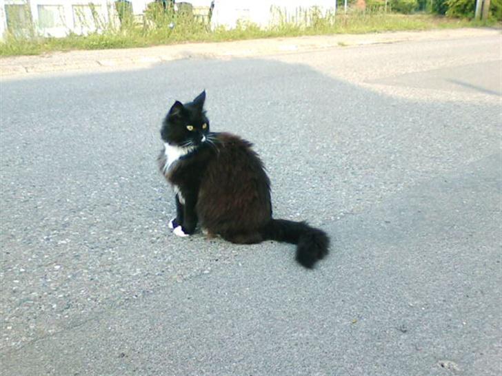 Norsk Skovkat TIKI billede 5