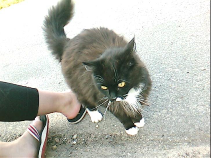 Norsk Skovkat TIKI billede 6