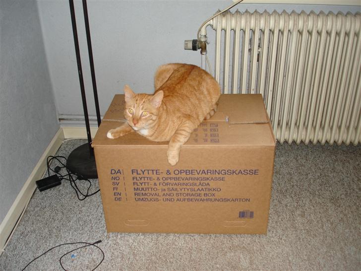 Huskat Lenin - Nej nej! I må ikke flytte uden mig! billede 7