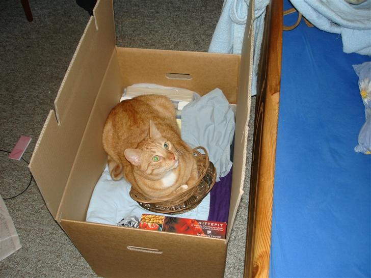 Huskat Lenin - Hvis jeg nu gemmer mig i en flyttekasse, kommer jeg helt sikkert med!! billede 8