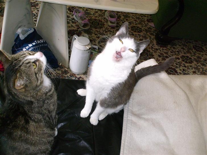 Huskat frk. Arthur <3 - Gaaab! billede 6