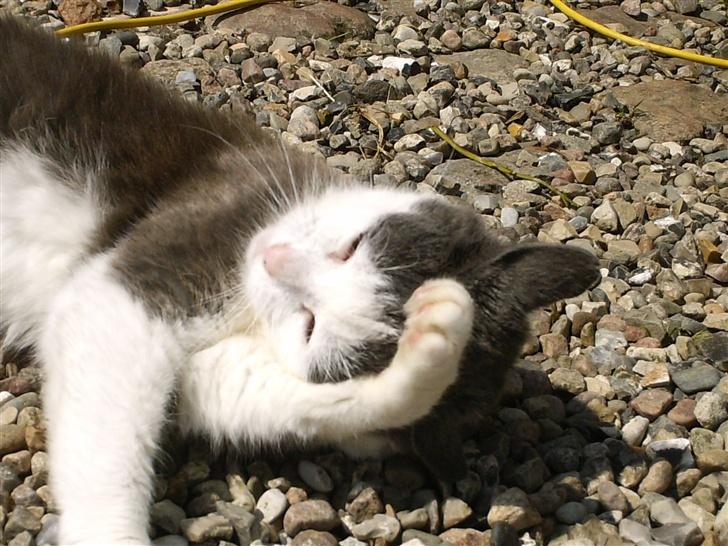 Huskat frk. Arthur <3 - vaske vaske q: billede 8