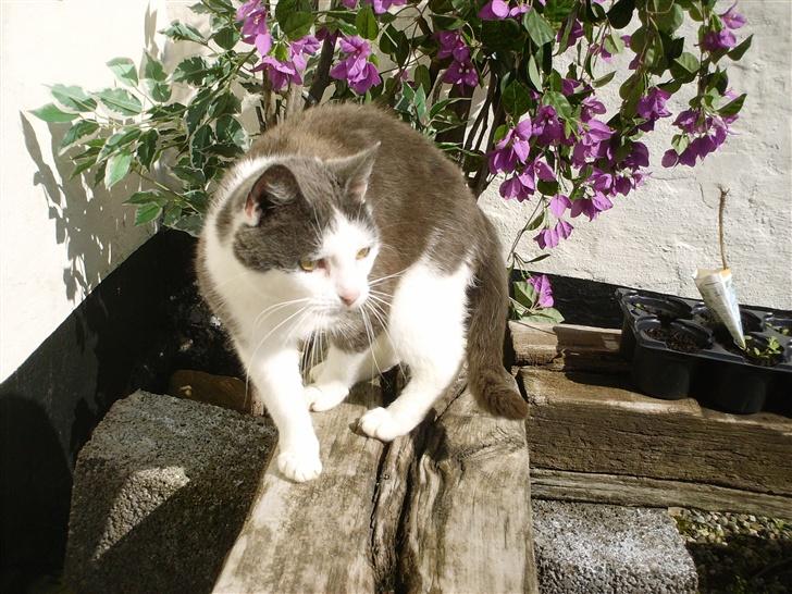 Huskat frk. Arthur <3 - [: <3 billede 9