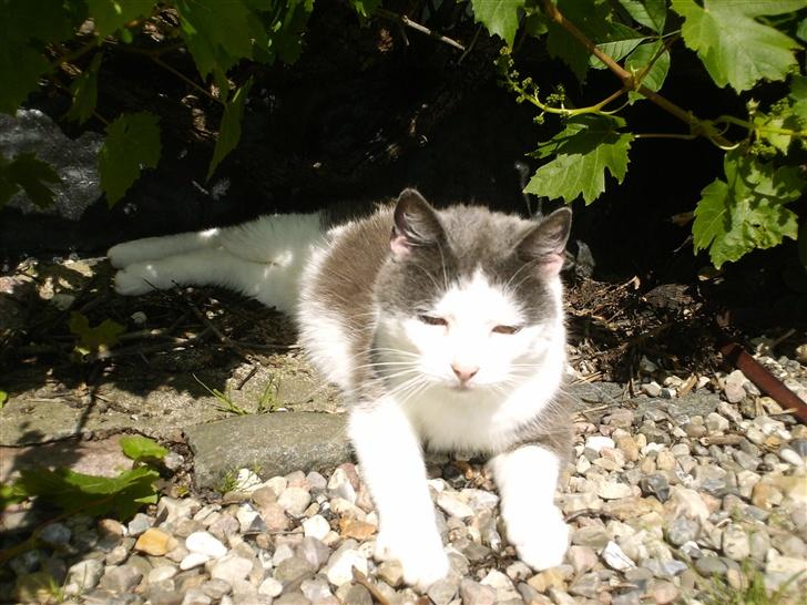 Huskat frk. Arthur <3 - nyder solen :D <3 billede 10