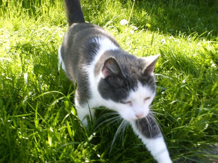 Huskat frk. Arthur <3 - på græs {: billede 11
