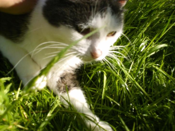 Huskat frk. Arthur <3 - tæt på [: billede 12