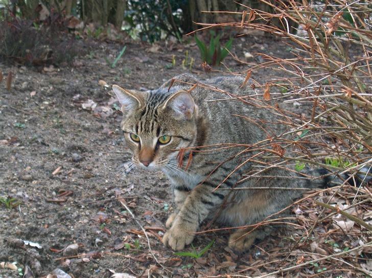 Blanding af racer Tarzan - Jeg holder øje med dig!!! billede 19