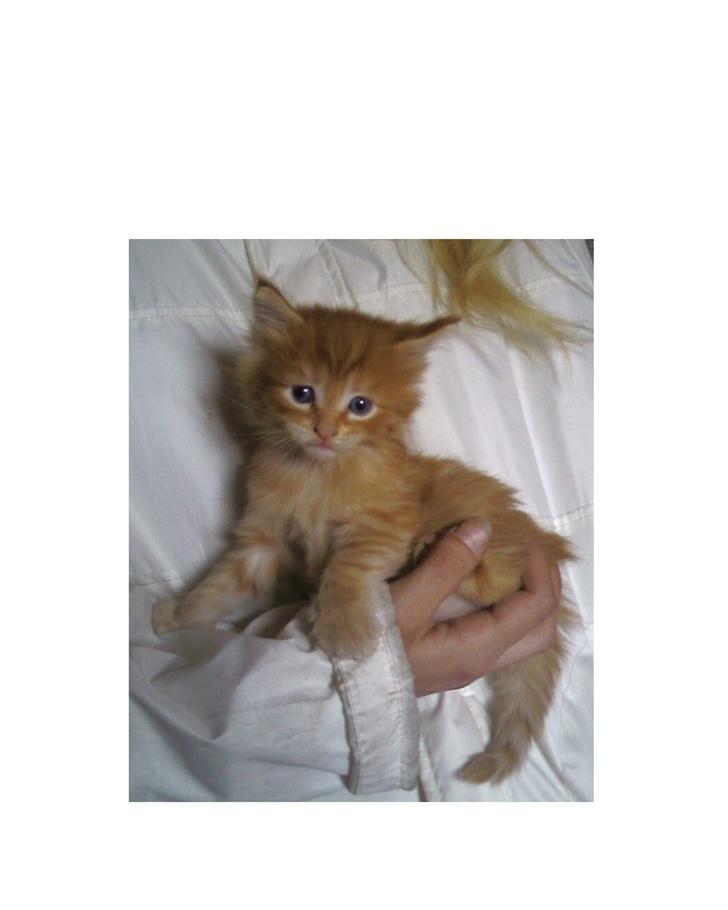 Maine Coon Lucifer - Første møde med mor og far kun 4 uger gammel billede 1