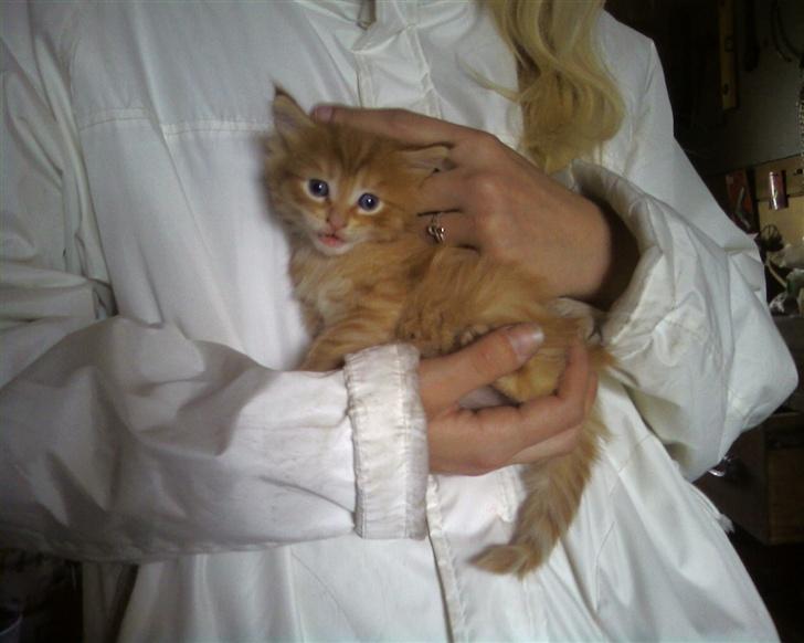 Maine Coon Lucifer - Nye hænder..... HYL.... Mor vil holde mig billede 2