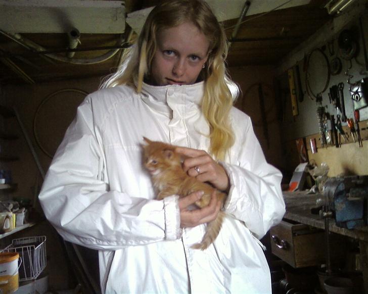 Maine Coon Lucifer - Og nusse mig...... billede 3