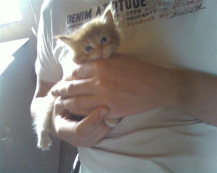 Maine Coon Lucifer - jooo det nus kan jeg godt venne mig til billede 4