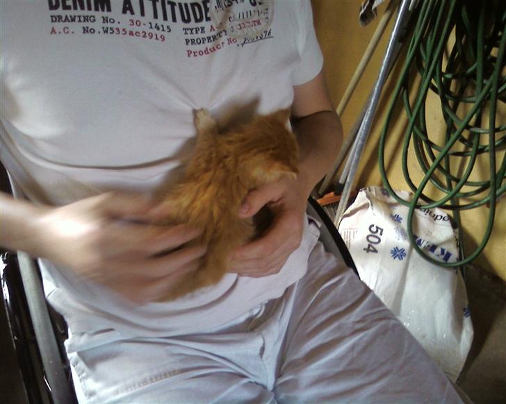 Maine Coon Lucifer - Det er lidt farligt når man kun er 4 uger gammel billede 5