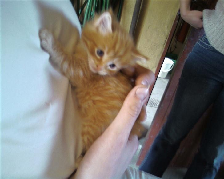 Maine Coon Lucifer - Første gang i fars hænder billede 6