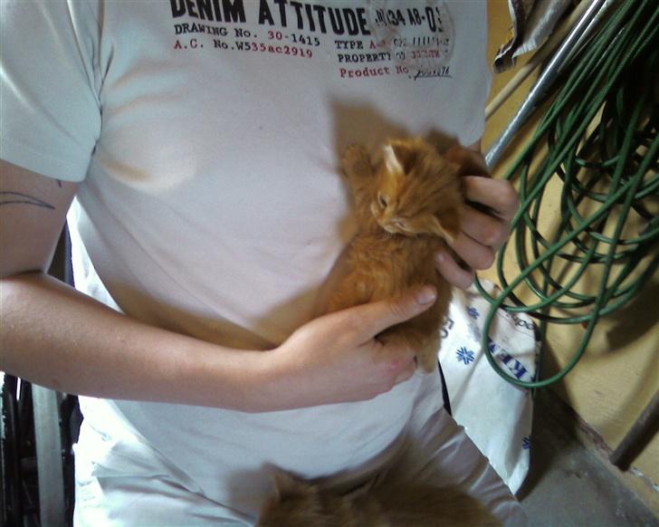 Maine Coon Lucifer - Og lidt mere nus billede 7