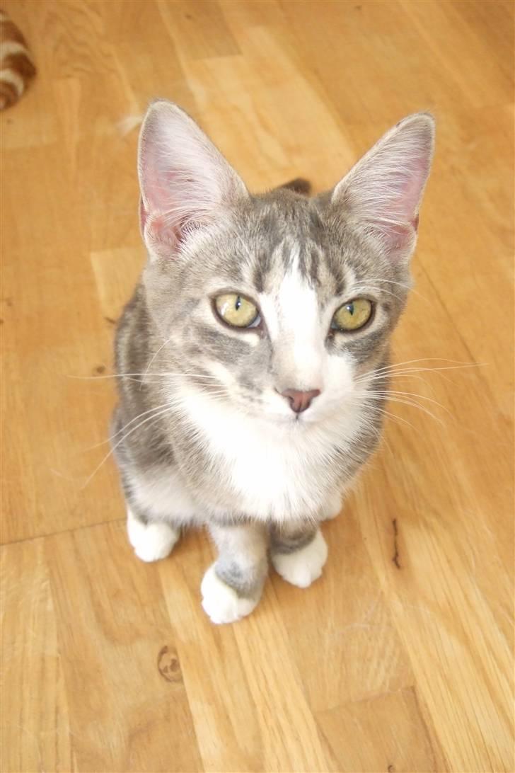 Huskat Cirkeline *bortgivet* billede 1