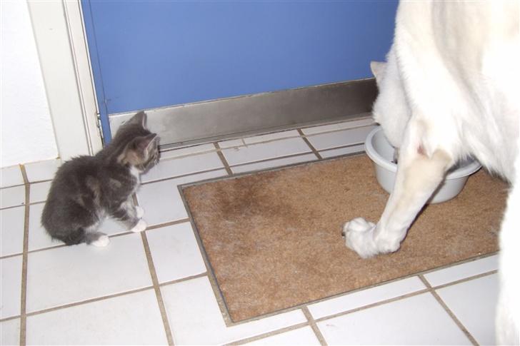 Huskat Cirkeline *bortgivet* - Mon jeg kan lide hundens mad? billede 2