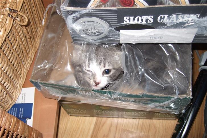 Huskat Cirkeline *bortgivet* - En øl? Den henter jeg... billede 3