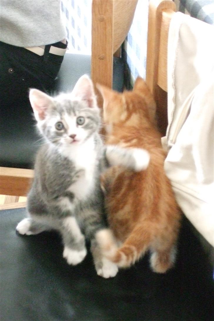 Huskat Cirkeline *bortgivet* - Hov mor, ikke tage billeder, vi slås... billede 4